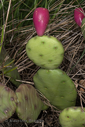 Immagine 3 di 7 - Opuntia humifusa (Raf.) Raf.