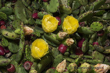 Immagine 5 di 7 - Opuntia humifusa (Raf.) Raf.