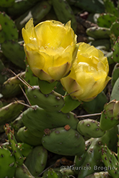 Immagine 6 di 7 - Opuntia humifusa (Raf.) Raf.