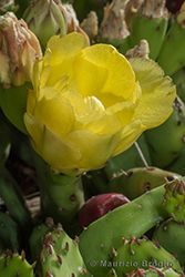 Immagine 7 di 7 - Opuntia humifusa (Raf.) Raf.
