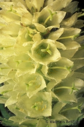Immagine 3 di 6 - Campanula thyrsoides L.