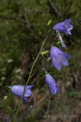 Immagine 4 di 5 - Campanula rotundifolia L.