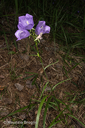 Immagine 4 di 7 - Campanula persicifolia L.