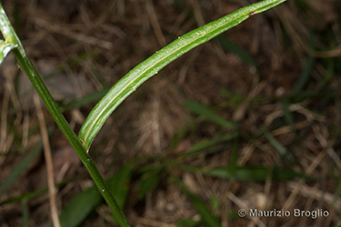 Immagine 7 di 7 - Campanula persicifolia L.