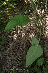Immagine 7 di 7 - Campanula bononiensis L.
