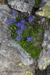 Immagine 1 di 5 - Phyteuma globulariifolium Sternb. & Hoppe