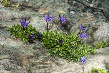 Immagine 2 di 5 - Phyteuma globulariifolium Sternb. & Hoppe
