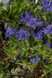 Immagine 5 di 5 - Phyteuma globulariifolium Sternb. & Hoppe