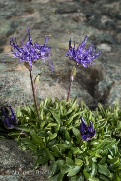 Phyteuma globulariifolium Sternb. & Hoppe
