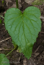 Immagine 5 di 6 - Phyteuma spicatum L.
