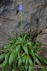 Immagine 1 di 4 - Phyteuma betonicifolium Vill.