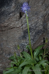 Immagine 2 di 4 - Phyteuma betonicifolium Vill.