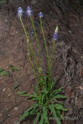 Immagine 3 di 4 - Phyteuma betonicifolium Vill.