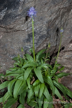Phyteuma betonicifolium Vill.