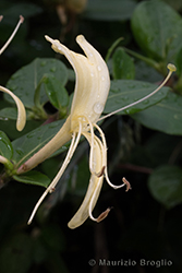 Immagine 5 di 6 - Lonicera japonica Thunb.