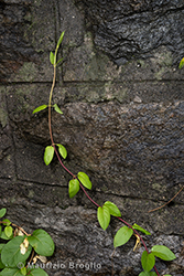 Immagine 6 di 6 - Lonicera japonica Thunb.