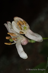 Immagine 4 di 11 - Lonicera nigra L.
