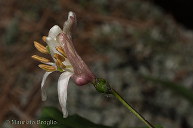 Immagine 5 di 11 - Lonicera nigra L.