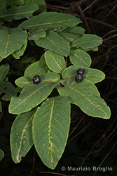 Immagine 9 di 11 - Lonicera nigra L.