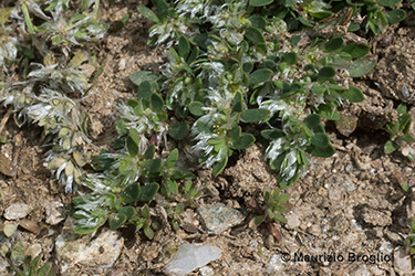 Immagine 4 di 7 - Paronychia polygonifolia (Vill.) DC.