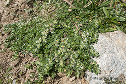 Paronychia polygonifolia (Vill.) DC.