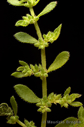 Immagine 4 di 5 - Herniaria hirsuta L.