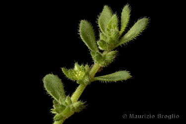 Immagine 5 di 5 - Herniaria hirsuta L.