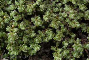 Immagine 1 di 5 - Herniaria alpina Chaix