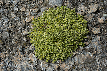 Immagine 2 di 5 - Herniaria alpina Chaix