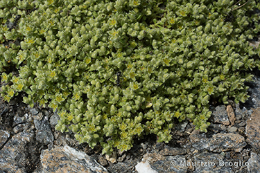 Immagine 3 di 5 - Herniaria alpina Chaix