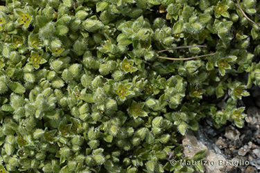 Immagine 4 di 5 - Herniaria alpina Chaix