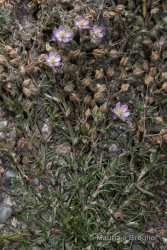 Immagine 1 di 5 - Spergularia rubra (L.) J. Presl & C. Presl
