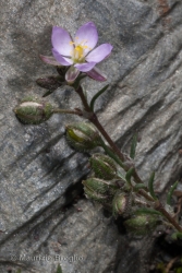 Immagine 4 di 5 - Spergularia rubra (L.) J. Presl & C. Presl