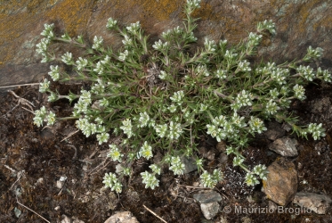 Immagine 1 di 5 - Scleranthus perennis L.