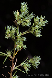 Immagine 4 di 5 - Scleranthus annuus aggr.