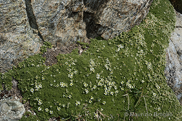 Immagine 1 di 5 - Facchinia herniarioides (Rion) Dillenb. & Kadereit