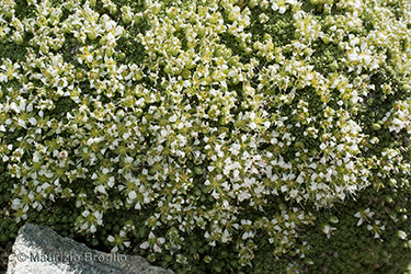 Immagine 2 di 5 - Facchinia herniarioides (Rion) Dillenb. & Kadereit