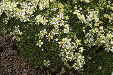 Immagine 3 di 5 - Facchinia herniarioides (Rion) Dillenb. & Kadereit