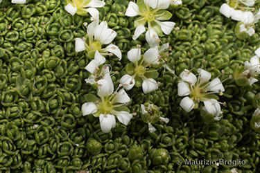 Immagine 4 di 5 - Facchinia herniarioides (Rion) Dillenb. & Kadereit