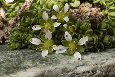 Immagine 5 di 5 - Facchinia herniarioides (Rion) Dillenb. & Kadereit