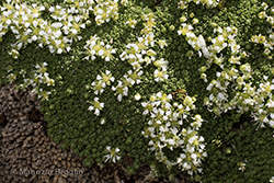 Facchinia herniarioides (Rion) Dillenb. & Kadereit