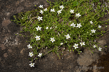 Immagine 1 di 5 - Facchinia lanceolata (All.) Rchb.