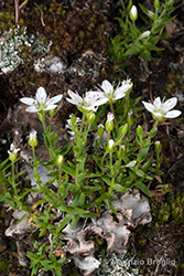 Immagine 4 di 5 - Facchinia lanceolata (All.) Rchb.