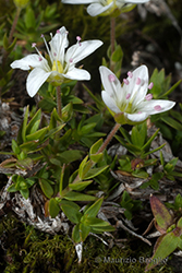 Immagine 5 di 5 - Facchinia lanceolata (All.) Rchb.