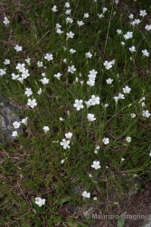 Immagine 2 di 5 - Cherleria laricifolia (L.) Iamonico