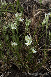 Immagine 2 di 5 - Minuartia rostrata (Pers.) Rchb.