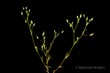 Immagine 1 di 8 - Sabulina tenuifolia (L.) Rchb.