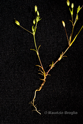 Immagine 2 di 8 - Sabulina tenuifolia (L.) Rchb.