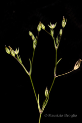 Immagine 3 di 8 - Sabulina tenuifolia (L.) Rchb.