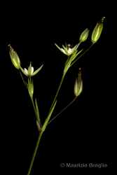 Immagine 4 di 8 - Sabulina tenuifolia (L.) Rchb.